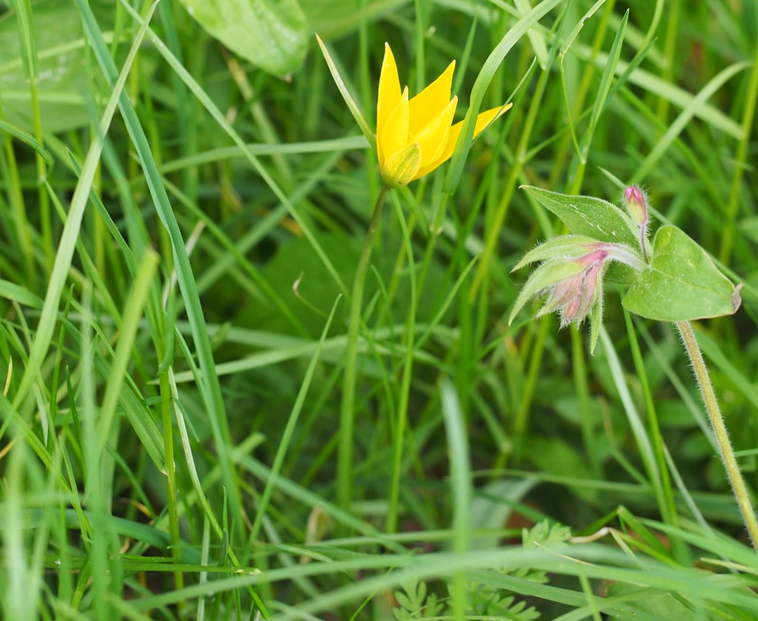 Tulip, Wild